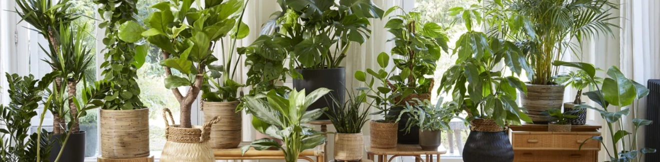 plante ornamentale in ghiveci