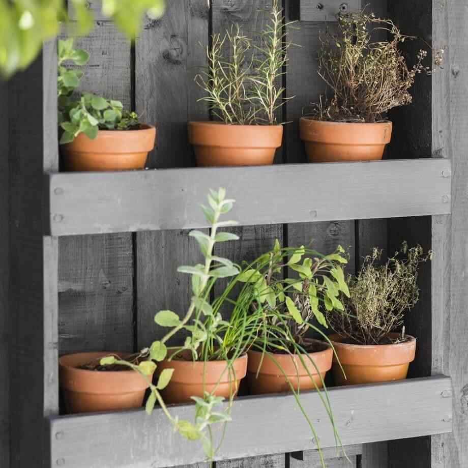 grădină verticală de plante