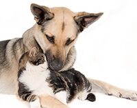 Produse antiparazitare