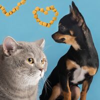 Animale de companie