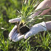 Fertilizanți și Îngrășăminte organice