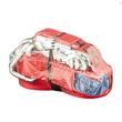 Chingă cu cataramă clichet QUICKLOADER QCL2000HD, greutate asigurată 1000kg, 6mx35mm
