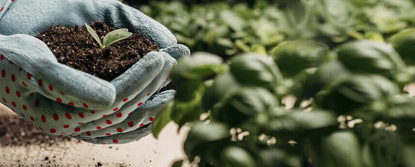 Fertilizanții universali, o soluție practică pentru îngrijirea plantelor