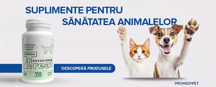 Suplimentele pentru câini și pisici – sprijin real pentru o viață activă